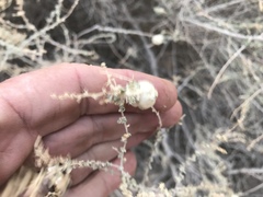 Asphondylia floccosa