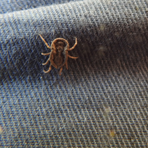 Photo of Pajahuello Tick (Ornithodoros coriaceus)