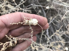 Asphondylia floccosa