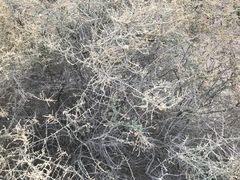 Asphondylia floccosa