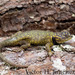 Striated Emerald Lizard - Photo (c) victor_jimenez_arcos, some rights reserved (CC BY-NC-ND), uploaded by victor_jimenez_arcos