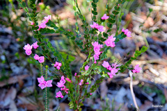 Boronia serrulata