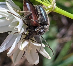 Brachysomida californica