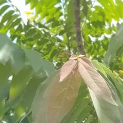 Averrhoa carambola