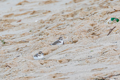 Charadrius alexandrinus alexandrinus