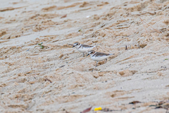 Charadrius alexandrinus alexandrinus