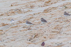 Charadrius alexandrinus alexandrinus