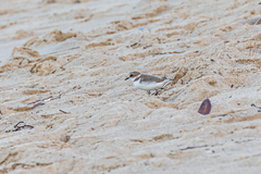 Charadrius alexandrinus alexandrinus
