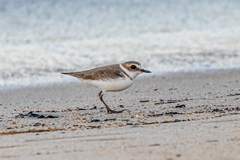 Charadrius alexandrinus alexandrinus