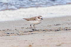 Charadrius alexandrinus alexandrinus