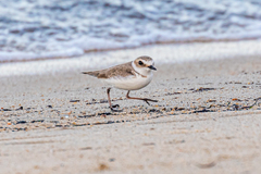 Charadrius alexandrinus alexandrinus