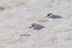Charadrius alexandrinus alexandrinus