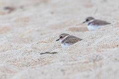 Charadrius alexandrinus alexandrinus