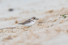 Charadrius alexandrinus alexandrinus