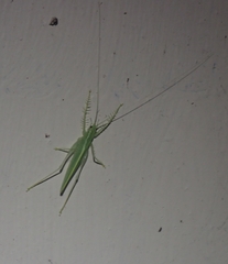 Paraphisis tryonensis