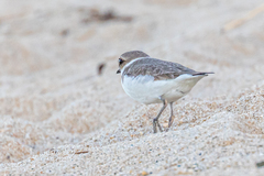 Charadrius alexandrinus alexandrinus