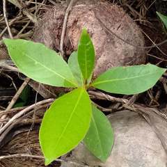 Syzygium samarangense