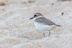 Charadrius alexandrinus alexandrinus