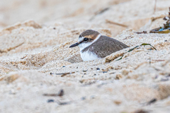 Charadrius alexandrinus alexandrinus