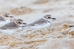 Charadrius alexandrinus alexandrinus