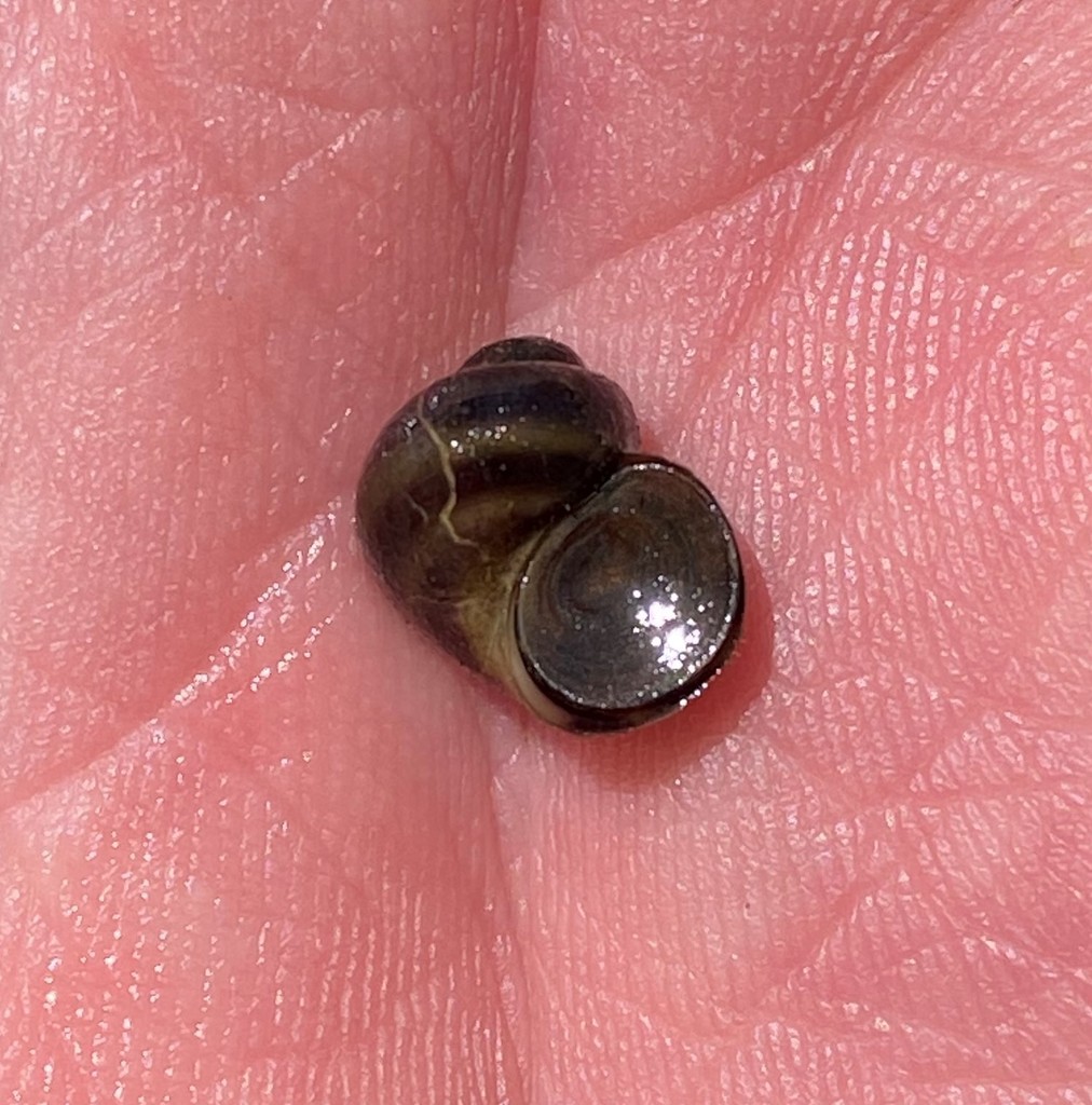 Banded Mystery Snail from Wheeler Branch, Co. Rd. 377, Lawrence County ...