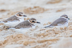 Charadrius alexandrinus alexandrinus