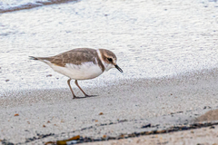Charadrius alexandrinus alexandrinus