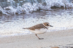 Charadrius alexandrinus alexandrinus