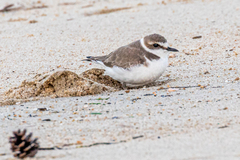 Charadrius alexandrinus alexandrinus