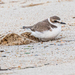 Kentish Plover (Kentish) - Photo (c) Tristan Scholze, some rights reserved (CC BY-NC), uploaded by Tristan Scholze