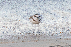 Charadrius alexandrinus alexandrinus