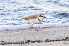 Charadrius alexandrinus alexandrinus