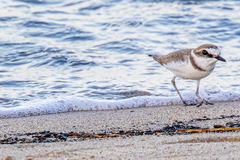 Charadrius alexandrinus alexandrinus