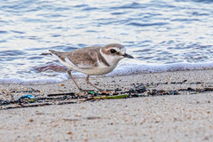 Charadrius alexandrinus alexandrinus