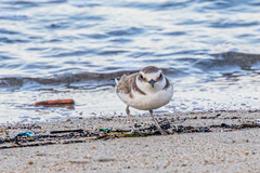 Charadrius alexandrinus alexandrinus