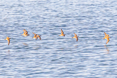 Charadrius alexandrinus alexandrinus