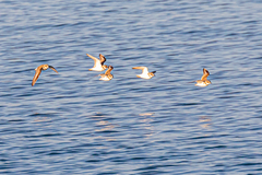 Charadrius alexandrinus alexandrinus