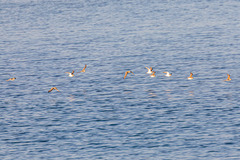 Charadrius alexandrinus alexandrinus