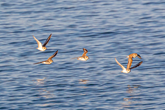 Charadrius alexandrinus alexandrinus