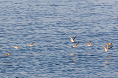 Charadrius alexandrinus alexandrinus
