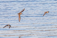 Charadrius alexandrinus alexandrinus