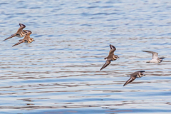 Charadrius alexandrinus alexandrinus