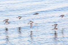 Charadrius alexandrinus alexandrinus