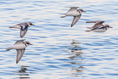 Charadrius alexandrinus alexandrinus