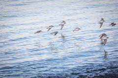 Charadrius alexandrinus alexandrinus