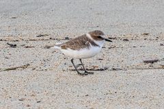 Charadrius alexandrinus alexandrinus