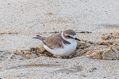 Charadrius alexandrinus alexandrinus