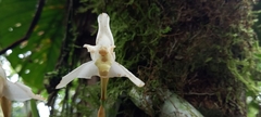 Maxillaria grayi