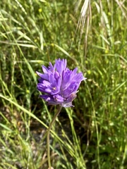 Dichelostemma
