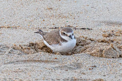 Charadrius alexandrinus alexandrinus